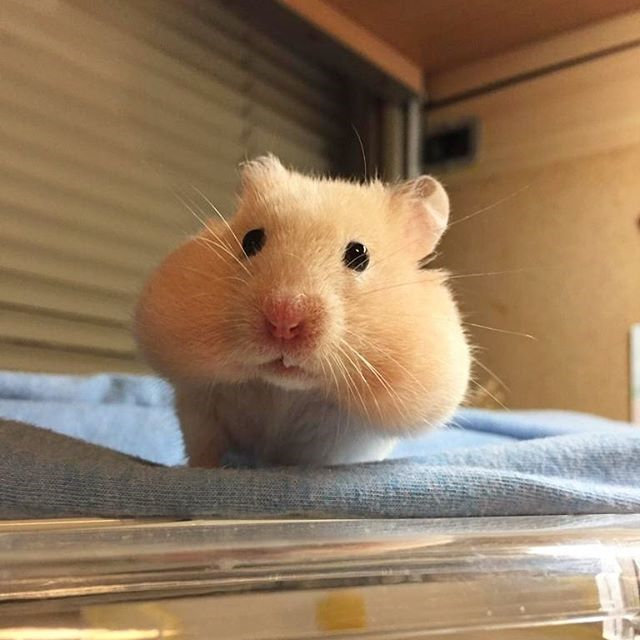 仓鼠想喝水怎么喂它吃食,仓鼠的生活习性和吃食