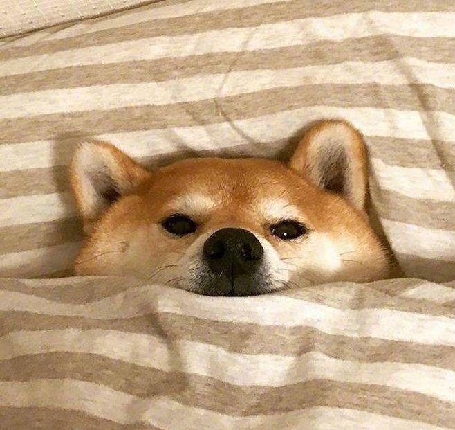 太懒可不好，懒虫”用英语怎么说呢