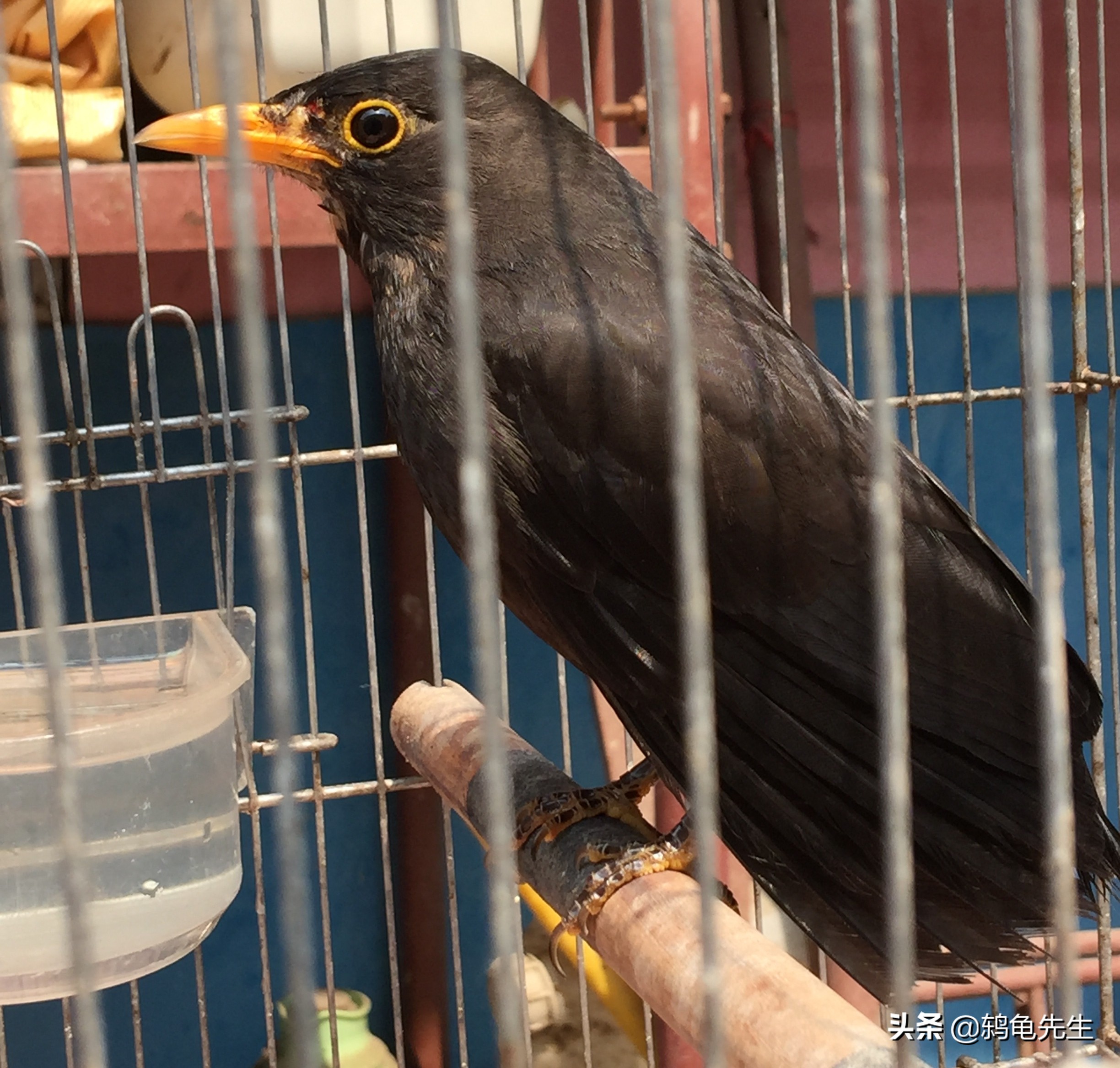 辟谣鸟类悬停,乌鸫怎样换羽快