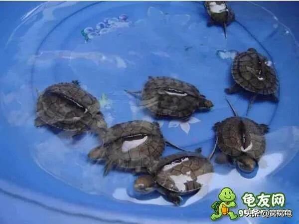 龟苗刚出壳一直睡觉,欧洲泽龟苗出壳时间