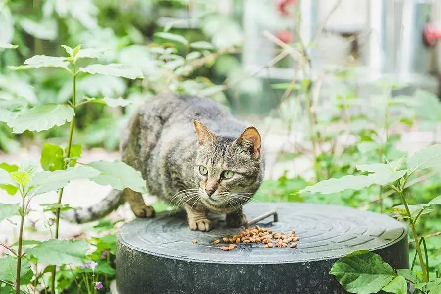 爱宠人：你知道困难重重的TNR是什么吗？