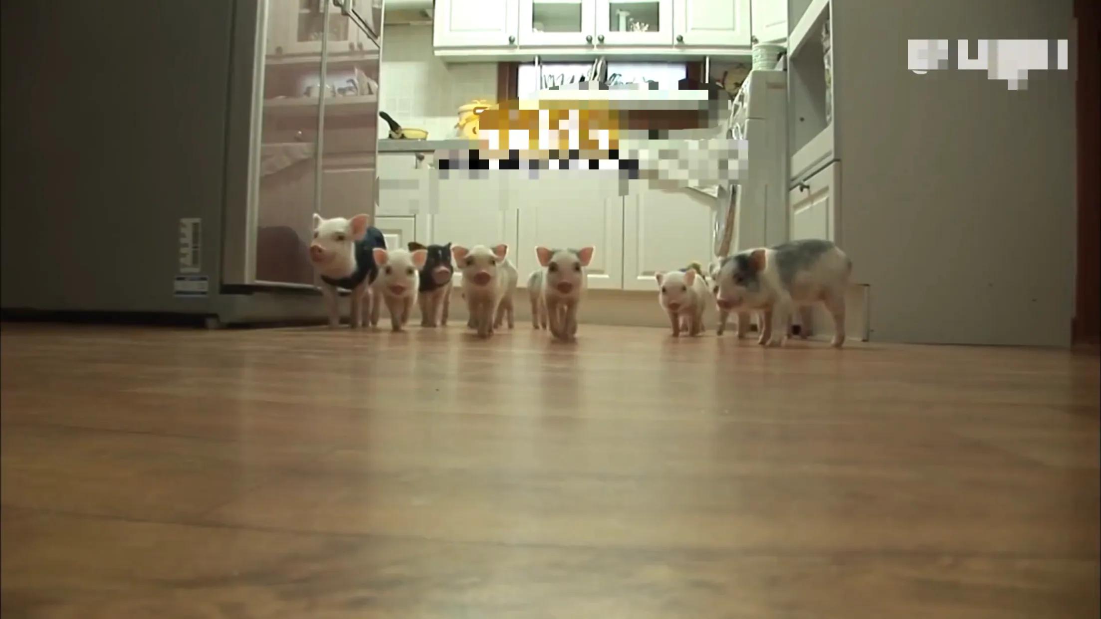 小猪的智商高达多少 (韩国最聪明的小猪)