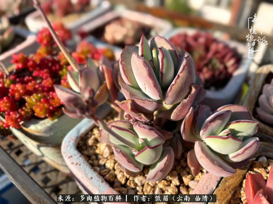 多肉植物百科如何投稿,感谢多肉植物百科的陪伴