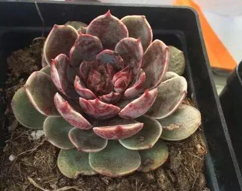 圣路易斯多肉,多肉植物科普课件图片