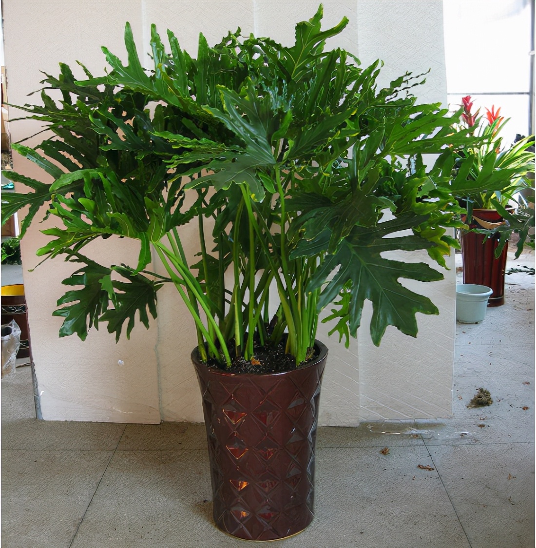 给人养殖什么花适合家养,什么花最好养又适合长期喝