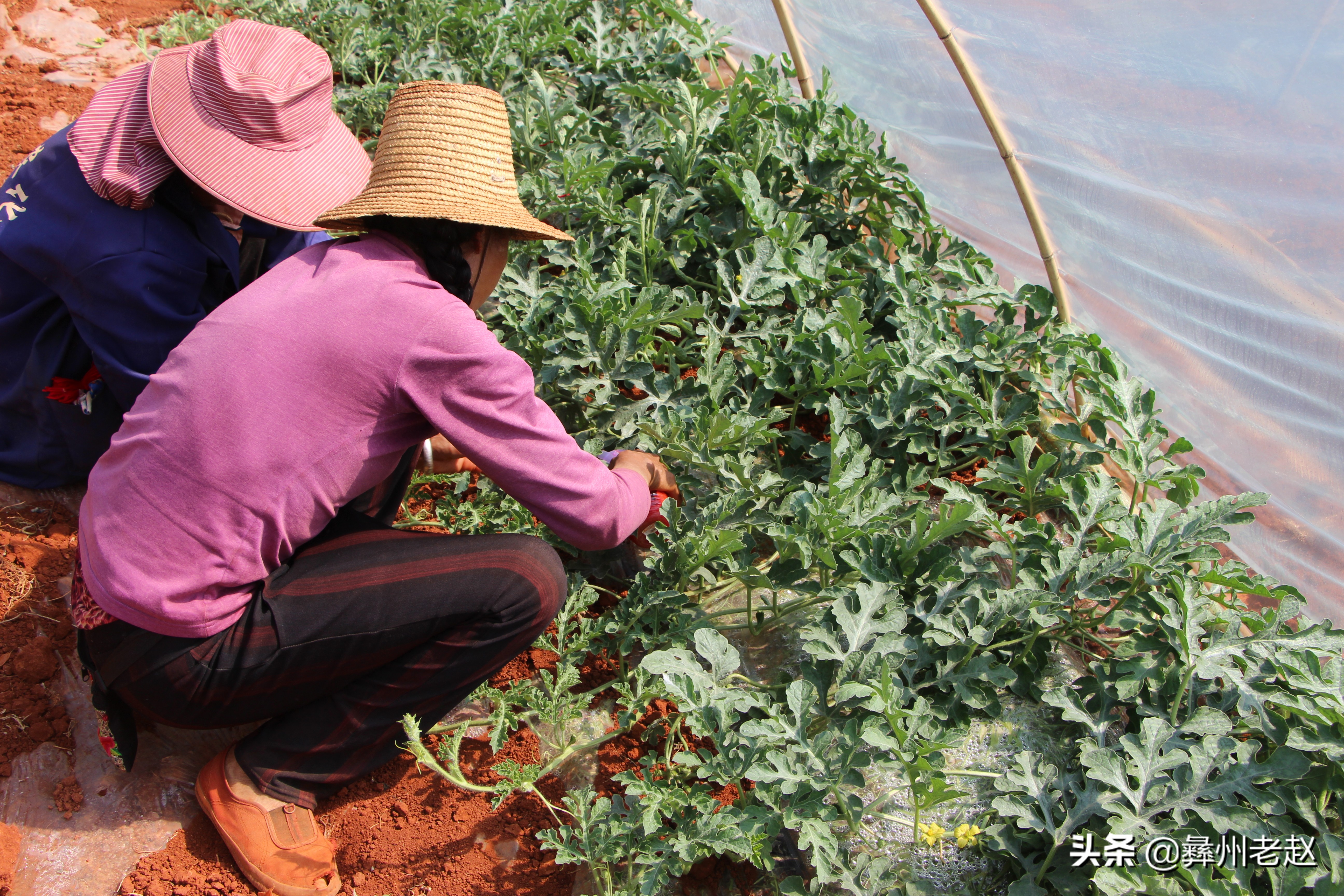 西瓜使用氯吡脲怎么配水,西瓜氯吡脲怎么授粉