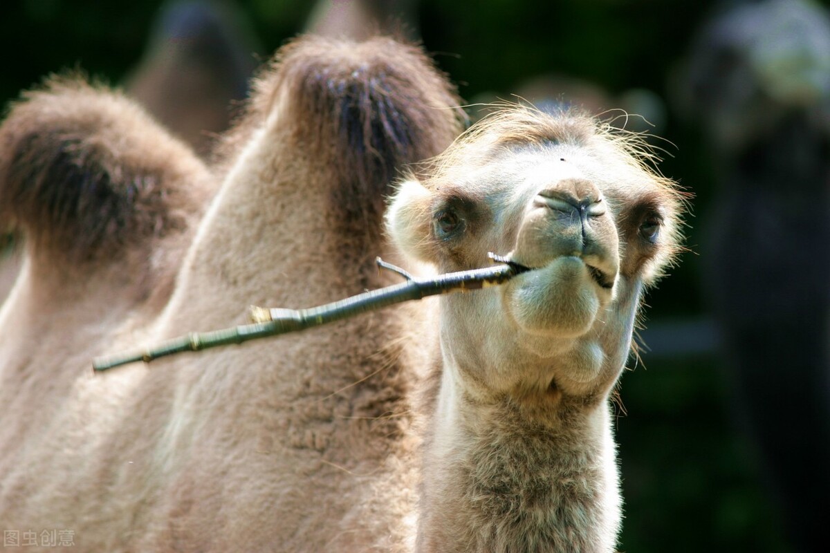 在沙漠上遇到死骆驼要离开吗,在沙漠里死掉的骆驼为什么不能碰