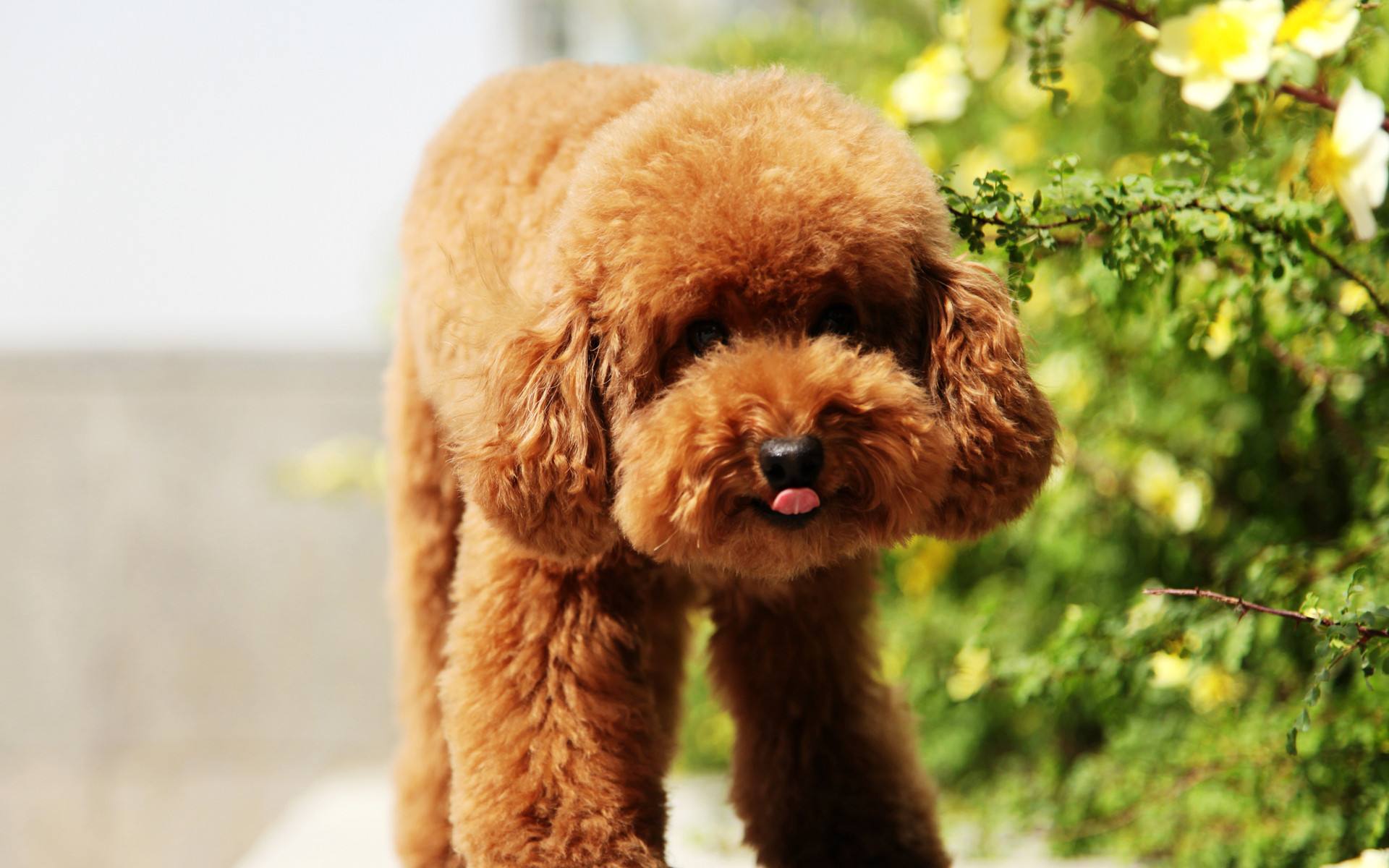 有狂犬病的狗狗会怎么表现,如何预防狗狗得狂犬