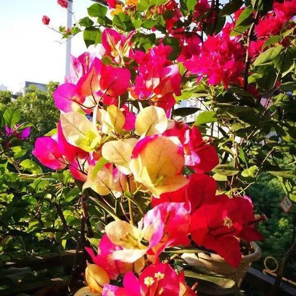 今年三角梅最火的品种,三角梅的品种图片及名称