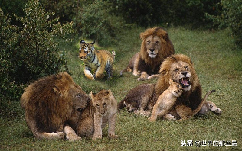 老虎和狮子能繁育下一代吗,小老虎能融入狮群吗
