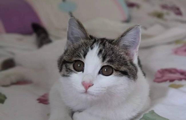 猫耳螨怎么彻底根治,猫耳螨怎么治疗最有效