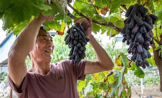 甜蜜蓝宝石葡萄需要膨大处理吗,如何加快蓝宝石葡萄的木质化