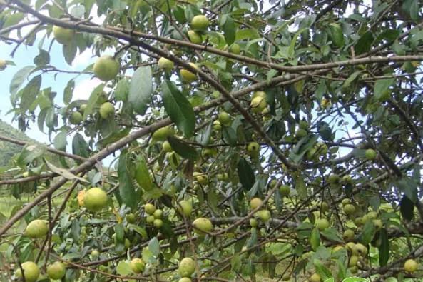 云南不一样的野味