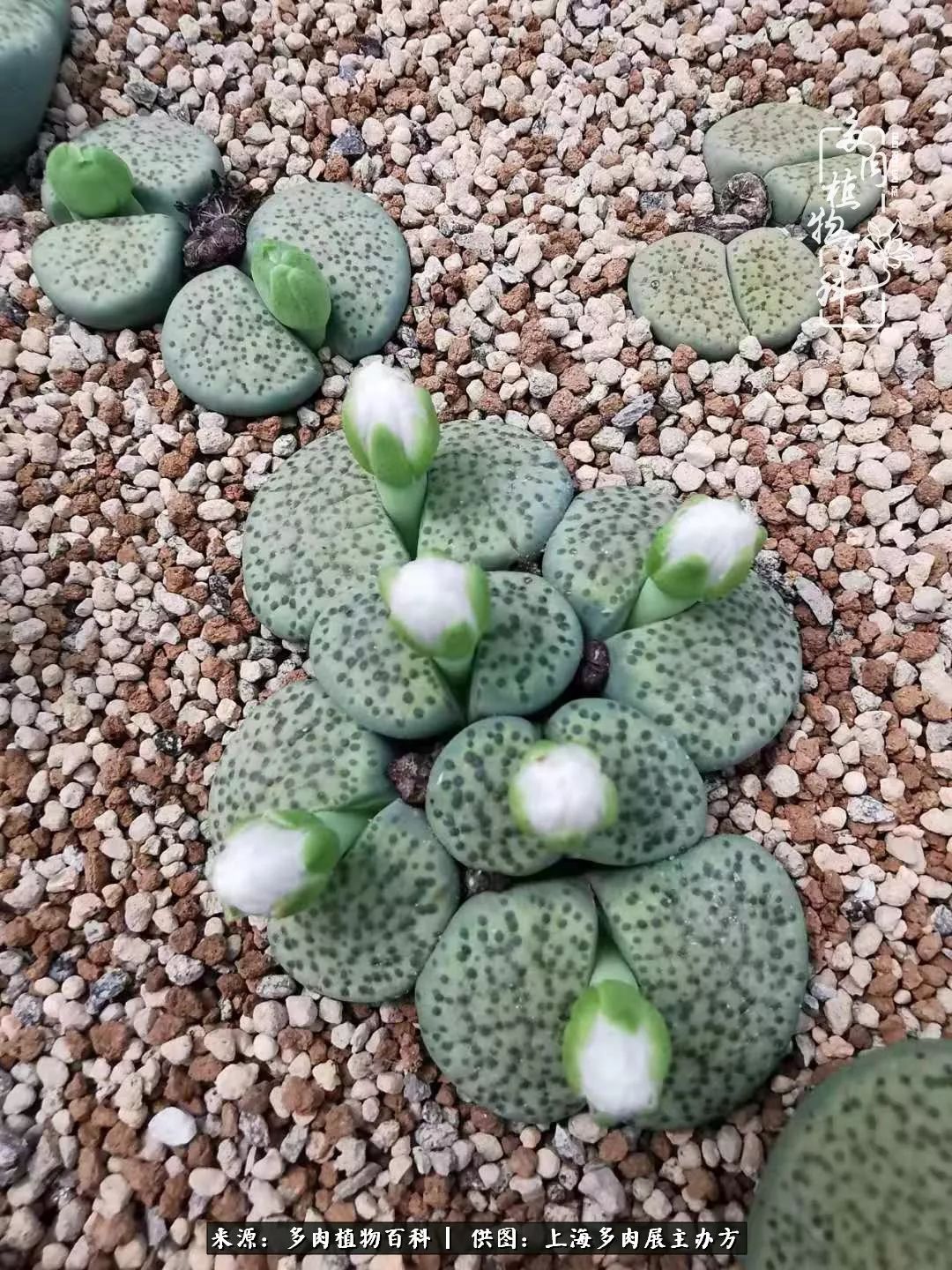 2023多肉展会直播,2023上海多肉植物展