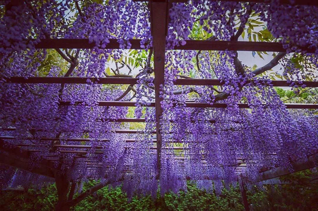 北海道的雪有多美,北海道到底有多吸引人