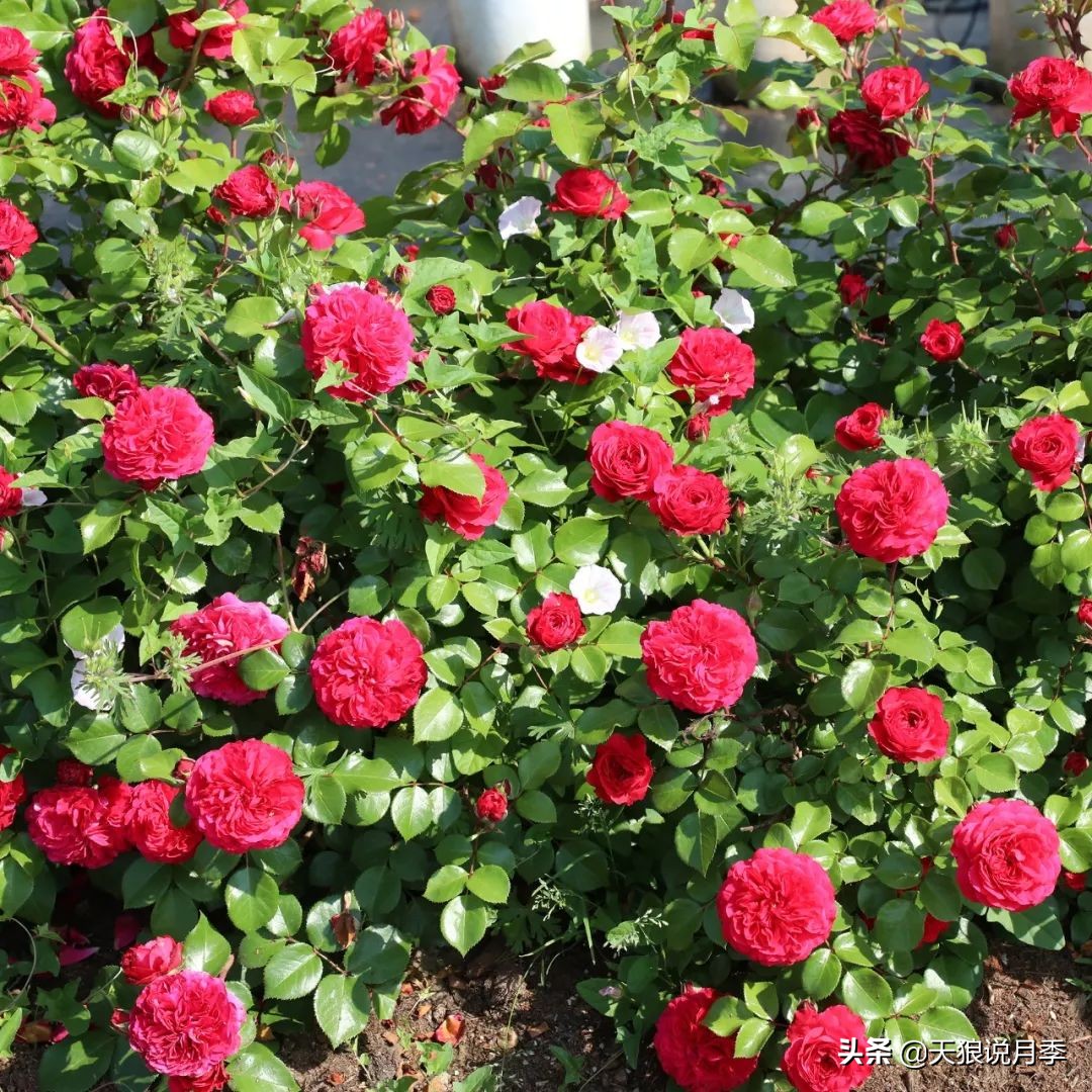 4月最浪漫的一次花开，是171个低价月季小苗带来的巅峰时刻！