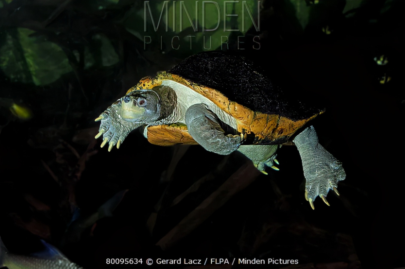 乌龟为什么能活那么多,乌龟为什么能活得那么长时间