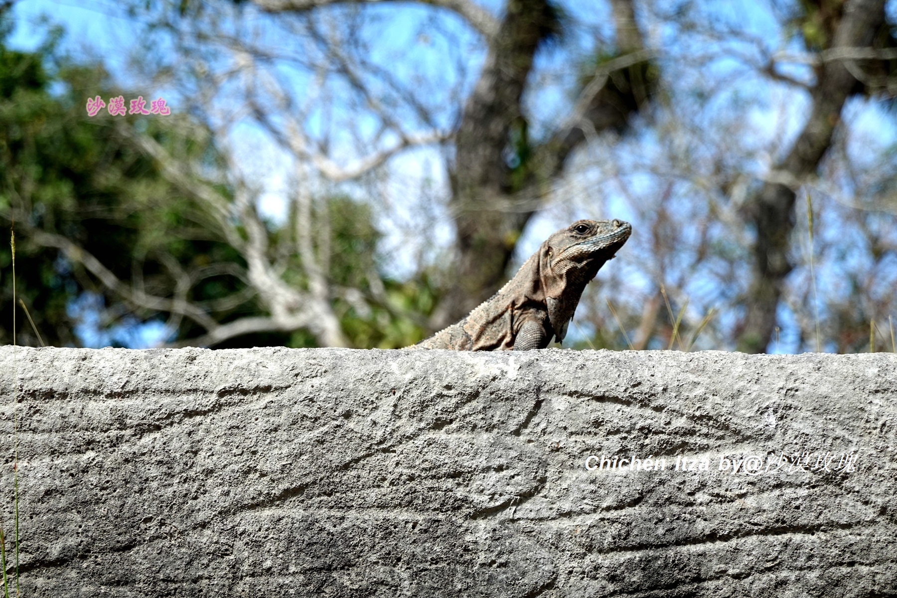 玛雅人对抗西班牙人,玛雅人的死亡球赛