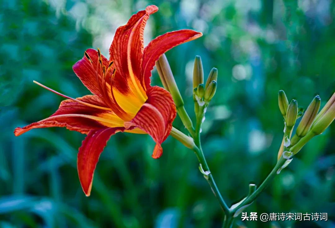 今朝风月好堂前萱草花什么意思,今朝风日好堂前萱草花