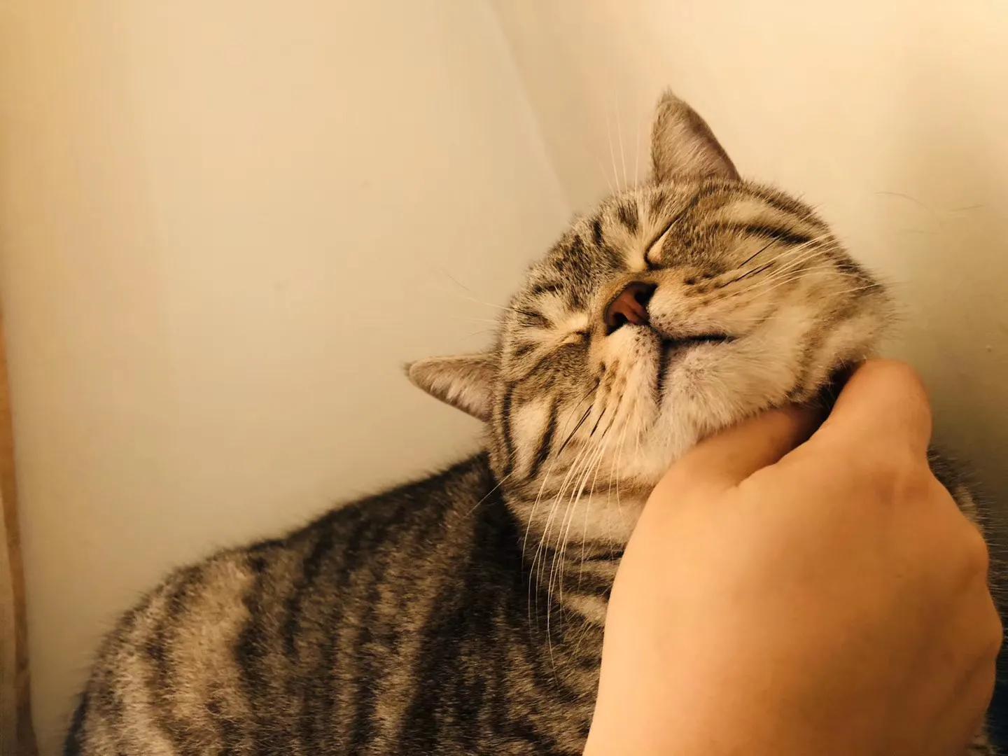 猫到底吃猫粮还是罐头还是猫饭,幼猫罐头猫粮怎么选