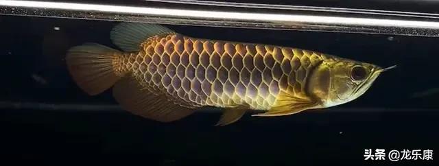龙鱼基本知识,金龙鱼怎么分高背和过背