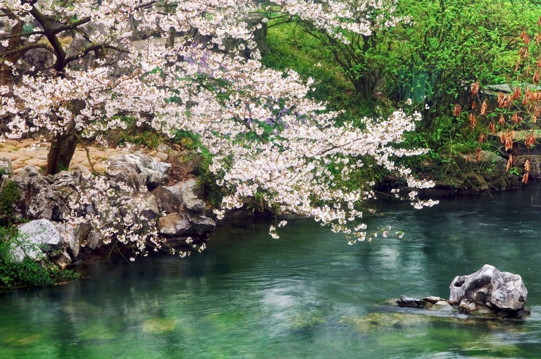 四月物语|桃杏梨大美中国、世界唯一！江浙沪紫藤芝樱绽放！