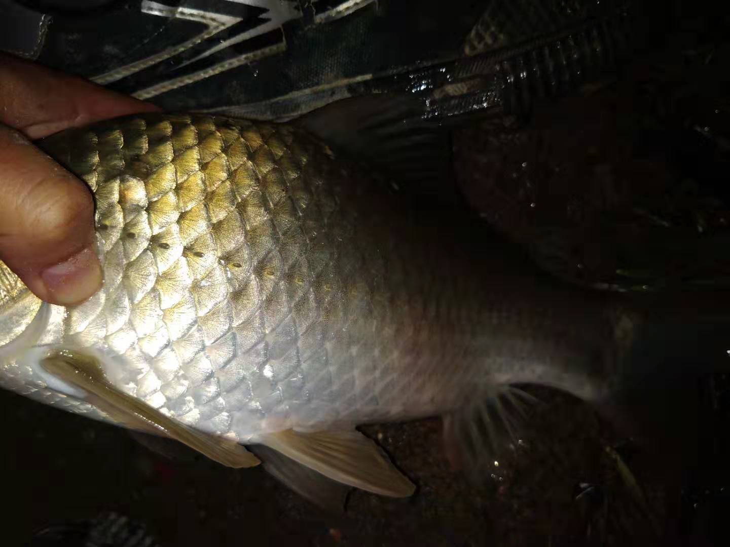 冬季野钓大板鲫自制饵料推荐,自制饵料大板鲫饵料配方