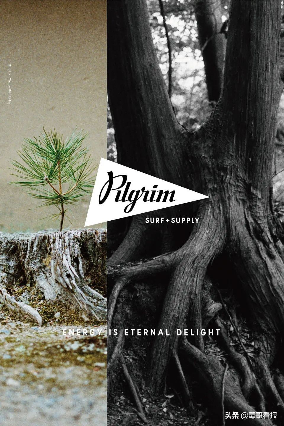 被低估的光伏组件龙头,被低估的特斯拉公司