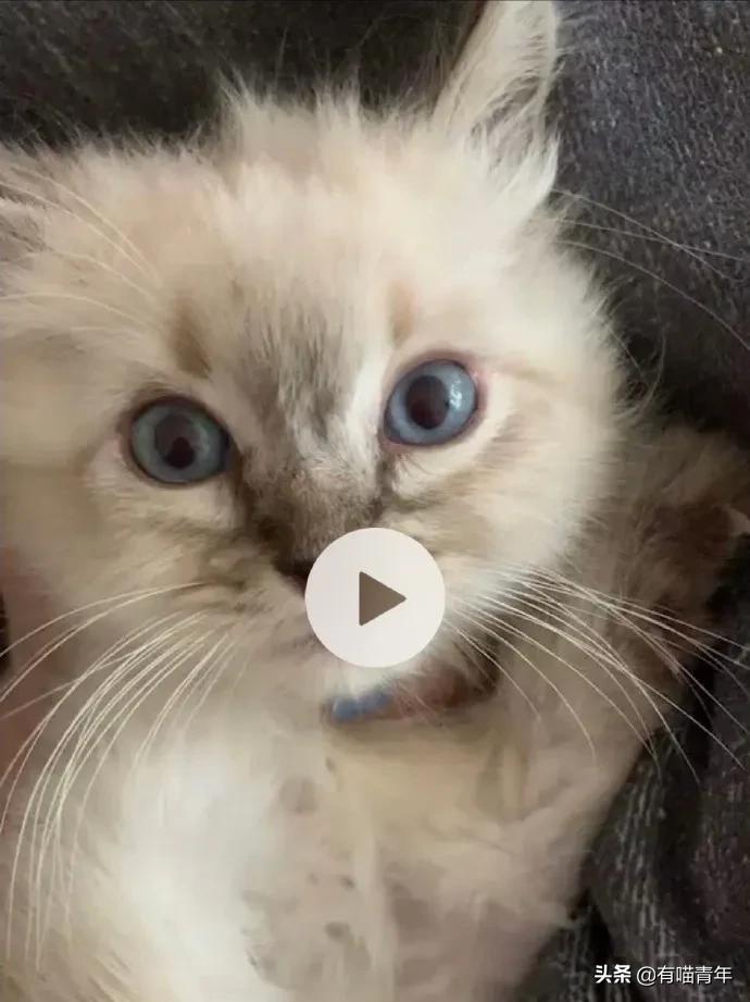 网上买的猫运回来死了,网上买猫三天送到半夜死了