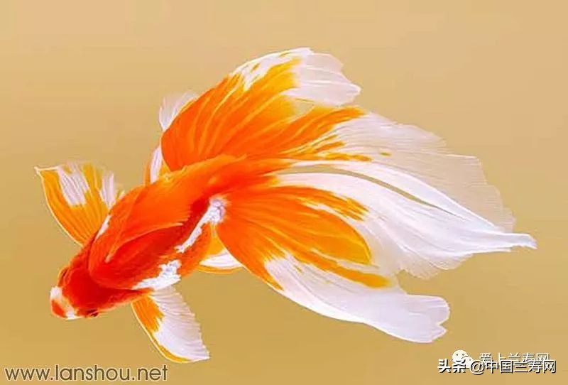 那些企图拿尾巴征服世界的金鱼们