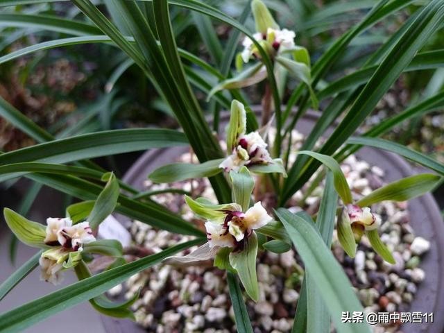 兰花脱水怎么补救,兰花水分过大烂根如何抢救