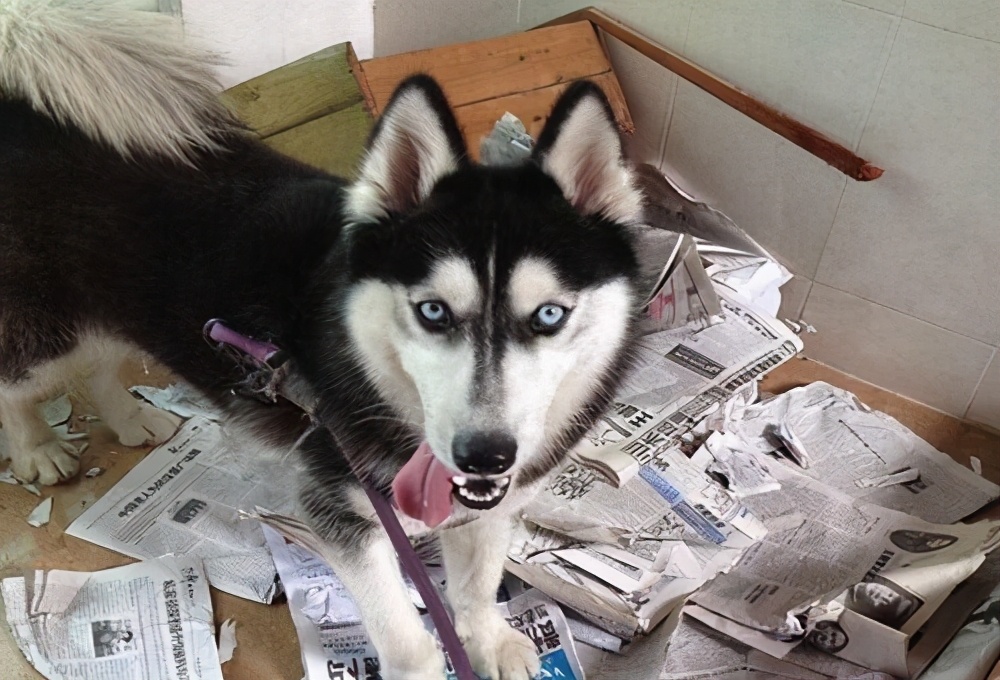 真铲屎官出门遛狗正确方式,为什么铲屎官不建议养狗