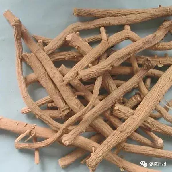 【迎接“张交会”展示新成就】民乐“道地药材”成经济发展新的增长极