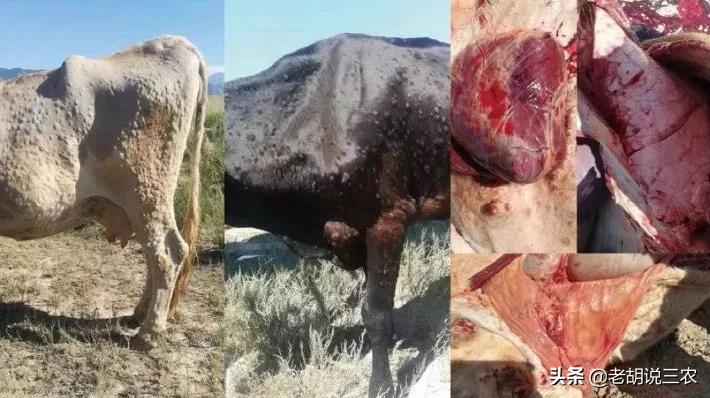 牛犊价今日行情,牛犊价格一落千丈