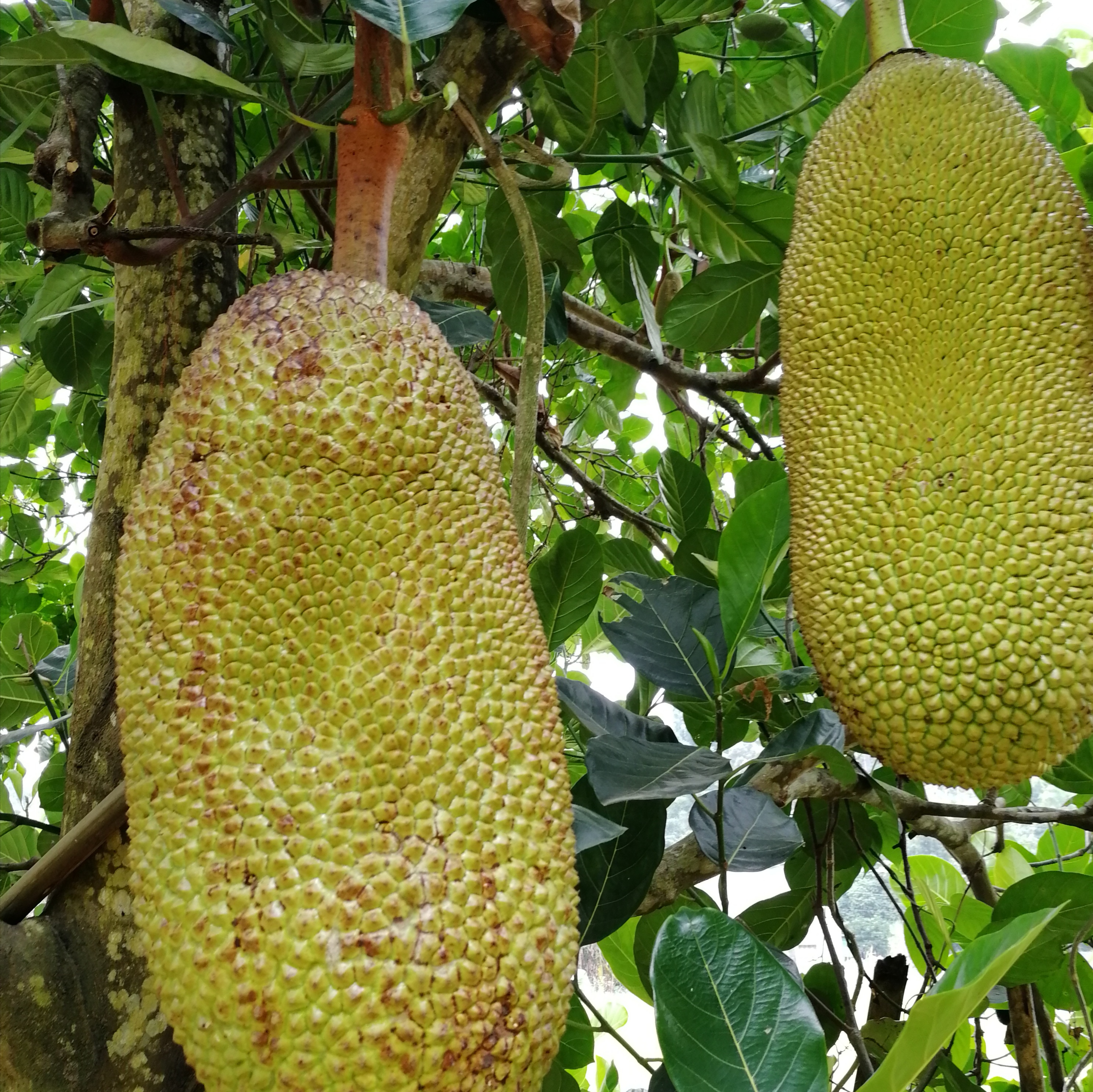 海南菠萝蜜怎么挑选出熟没熟,如何挑选好吃的菠萝蜜视频