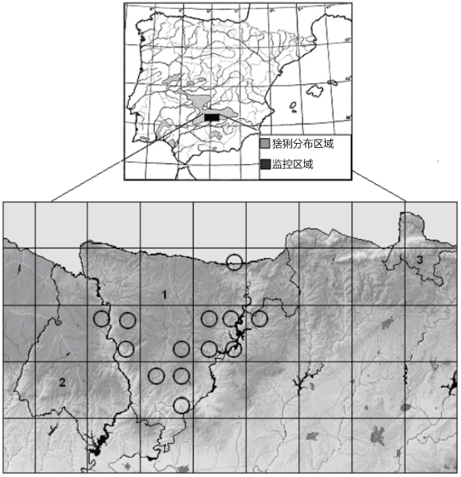 伊比利亚猞猁vs欧亚猞猁,伊比利亚猞猁为什么会濒危