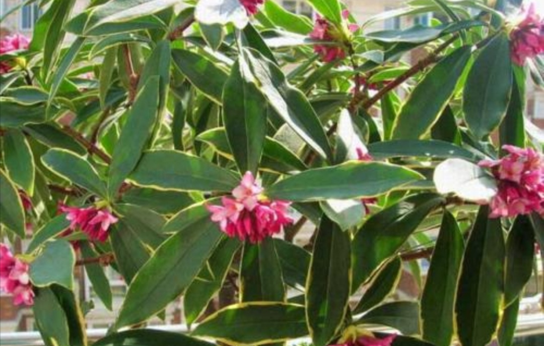 家里养盆“香味花”，春节期间开花，满屋花香扑鼻