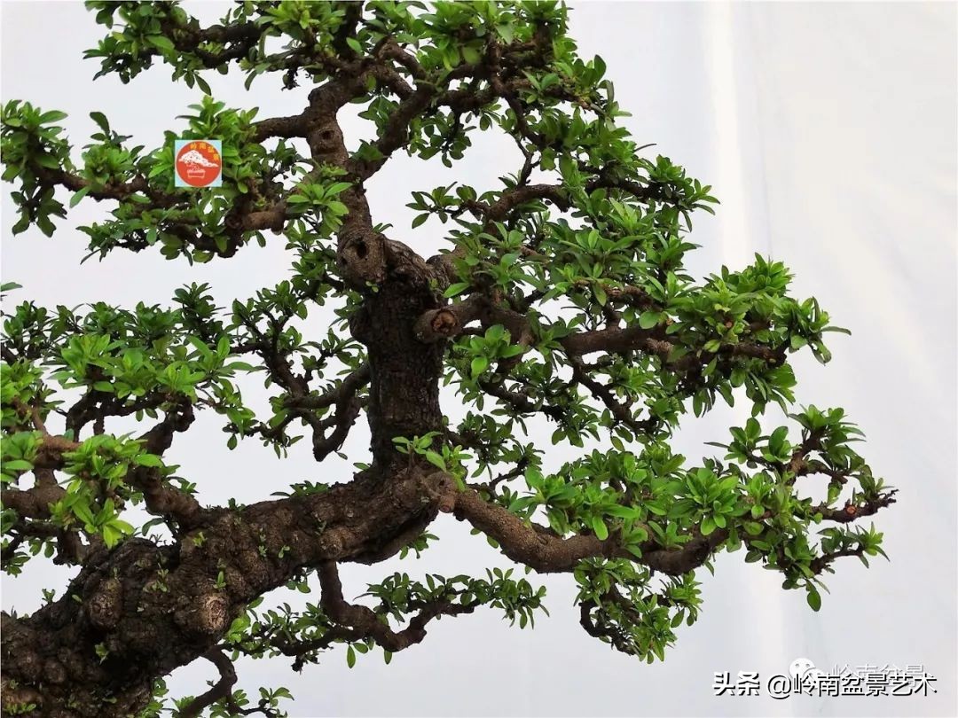 杂木盆景也毫不逊色,杂木盆景值钱吗