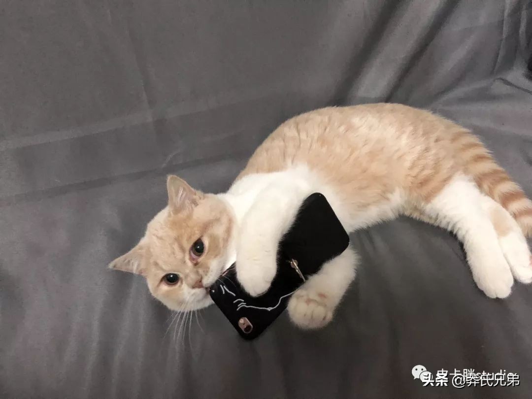 可爱小奶猫刚生出成长日记,一只小奶猫的成长过程