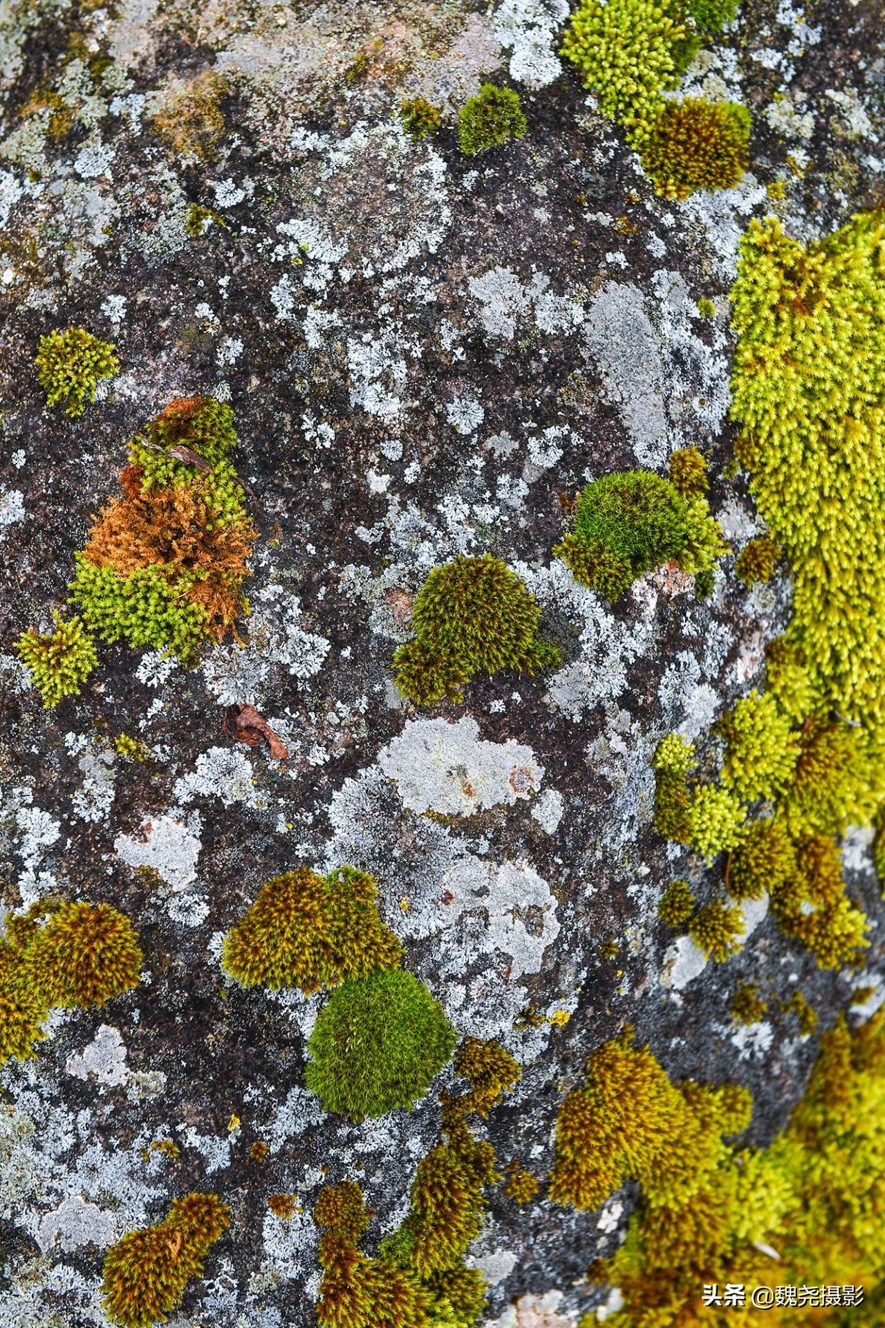 留坝秦岭之夜,留坝秦岭森林公园