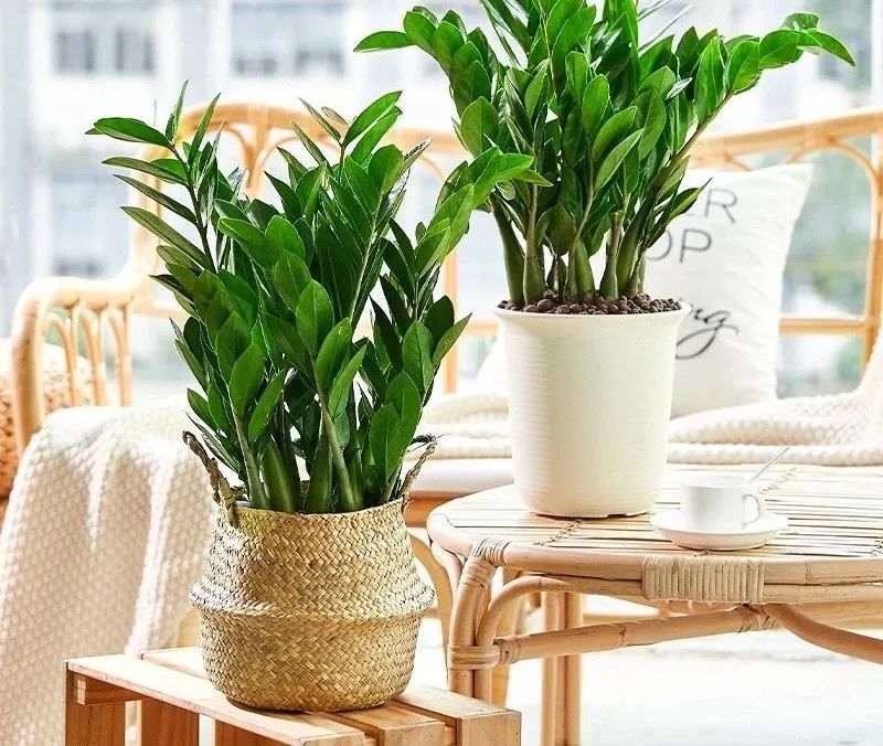 金钱树叶子发黄怎么样养,金钱树叶子发黄要怎样修剪