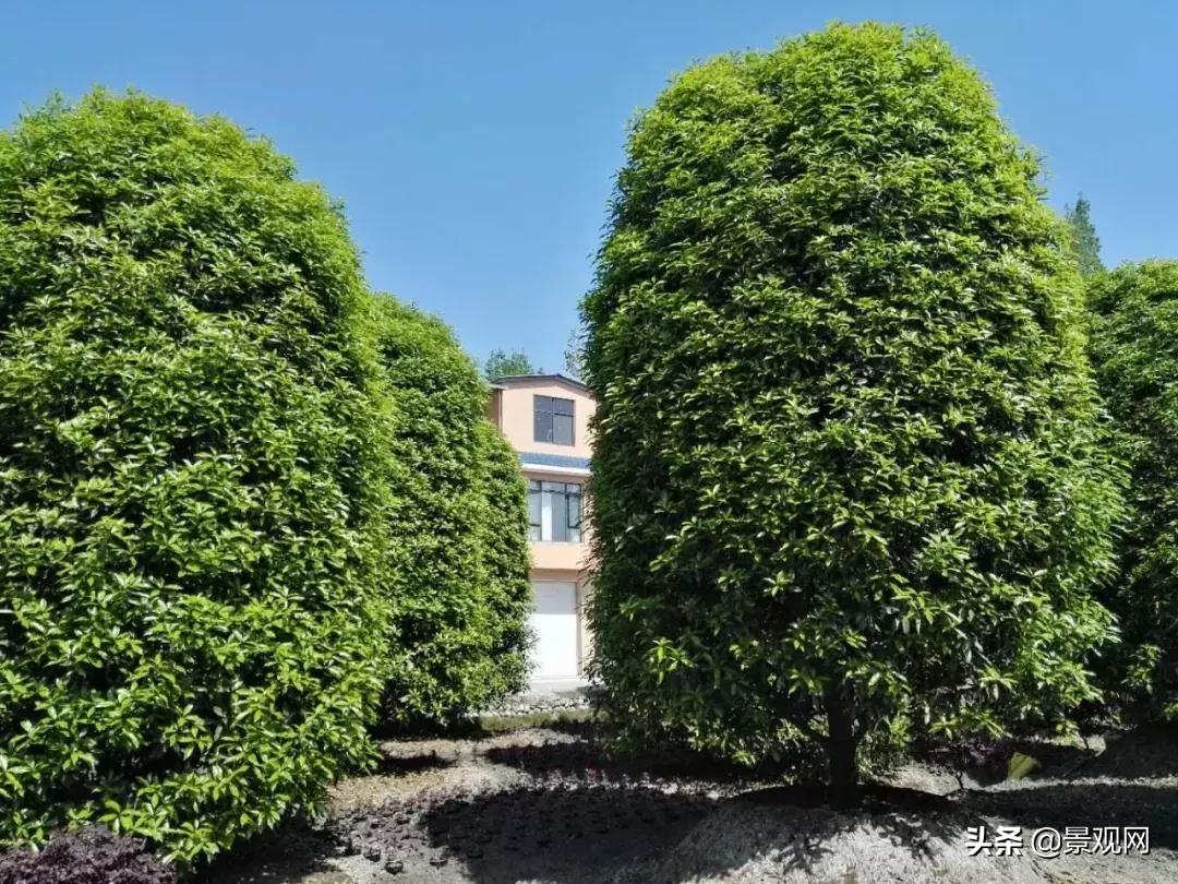 园林绿化苗木种植视频培训,天水园林绿化苗木种植