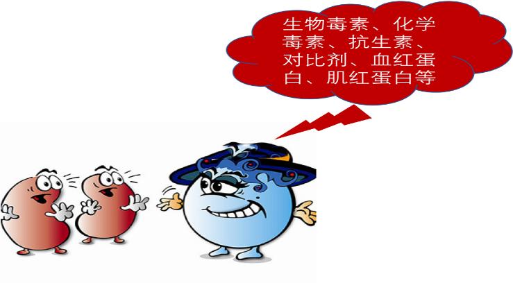 掌健识健康百科,肾脏肌酐指数