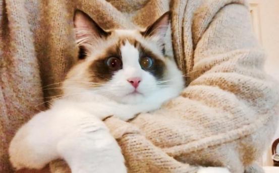 猫中的小仙女有哪些,猫中小仙女是什么