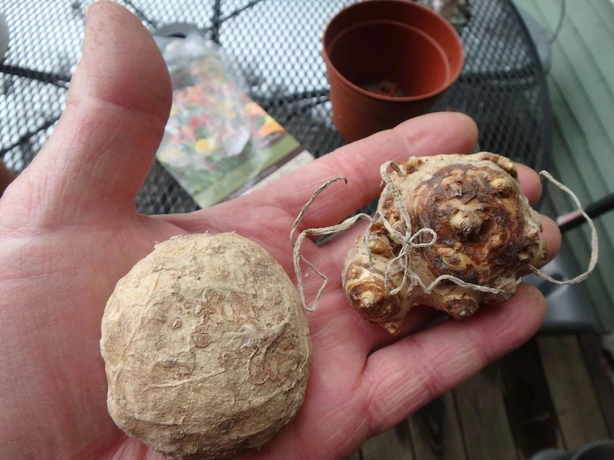 马蹄莲种球选择技巧及其种植方法,马蹄莲的种球种植方法和注意事项