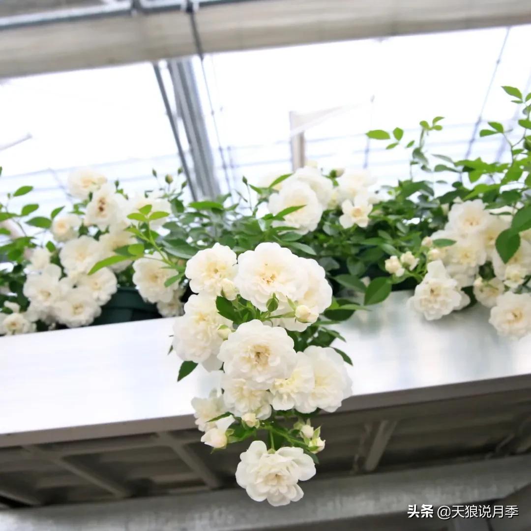 阳台还可以种植什么花种,阳台上也可以种出好看的花