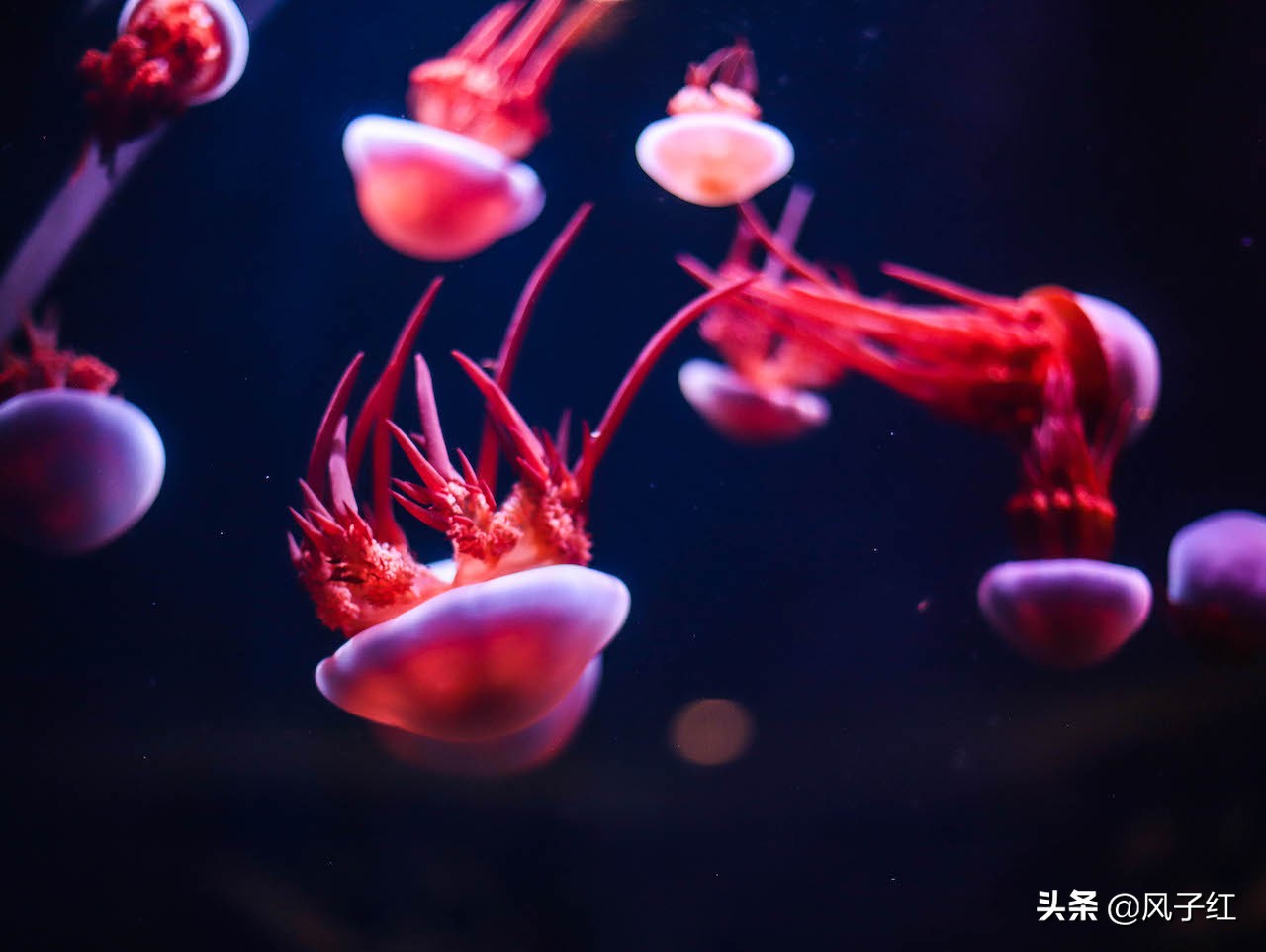 中国亚特兰蒂斯水族,海洋生物亚特兰蒂斯