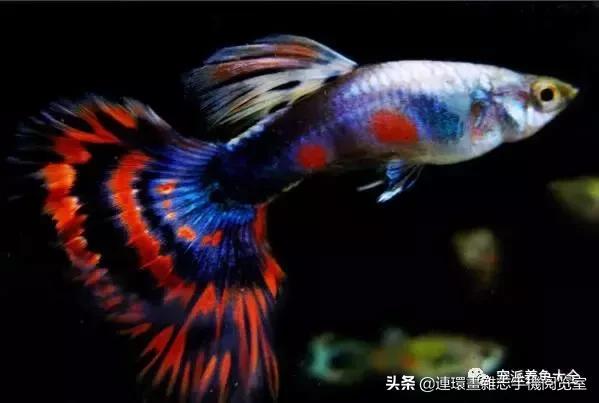 宠物鱼推荐小型的鱼,哪种宠物鱼最可爱
