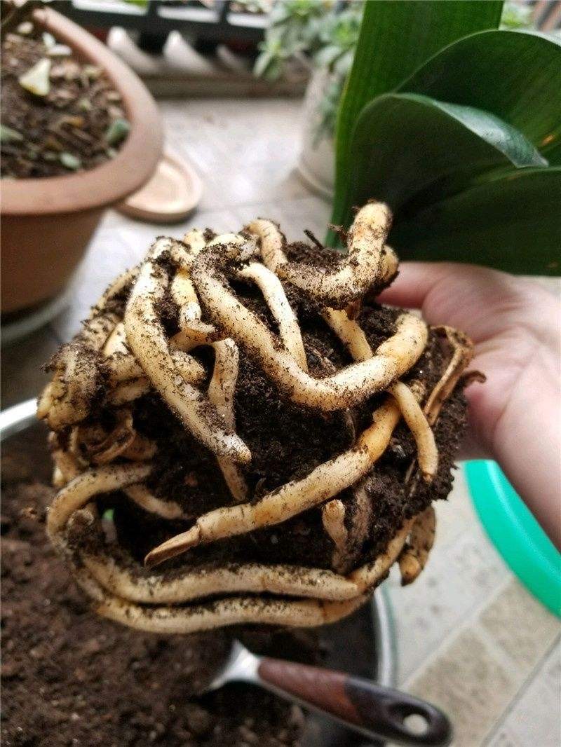 君子兰开花期叶子薄黄怎么养护,君子兰不开花应该怎么养才能开花