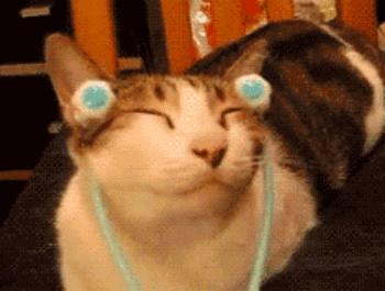 长毛猫撸猫毛工具,哪种撸猫毛的工具好用